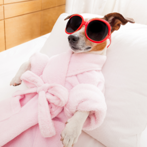 dog with sunglasses and pink robe